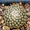 Turbinicarpus valdezianus var. albiflorus