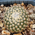 Turbinicarpus valdezianus var. albiflorus