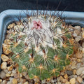 Turbinicarpus viereckii