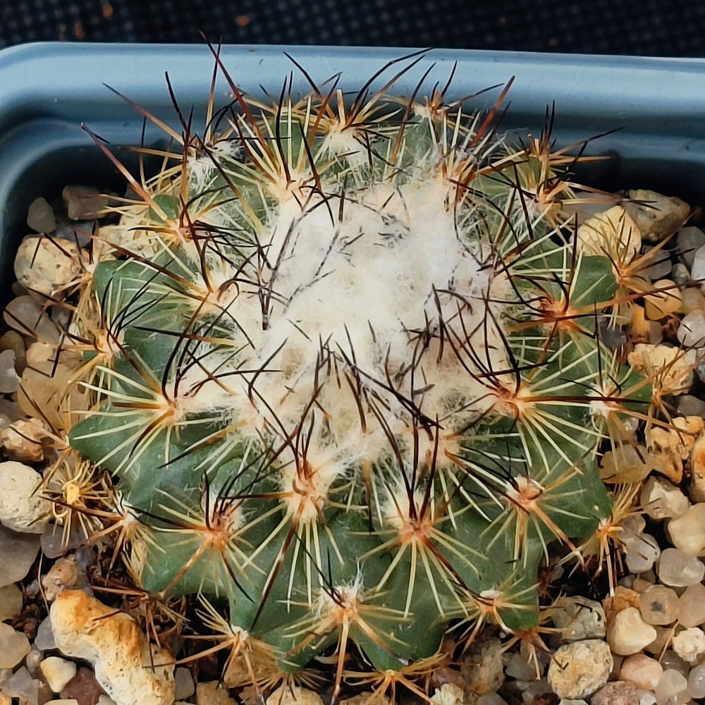 Turbinicarpus viereckii