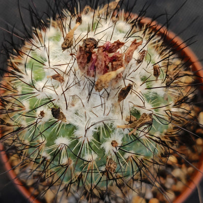 Turbinicarpus viereckii