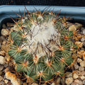 Turbinicarpus viereckii
