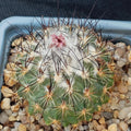 Turbinicarpus viereckii