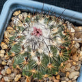 Turbinicarpus viereckii