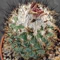 Turbinicarpus viereckii