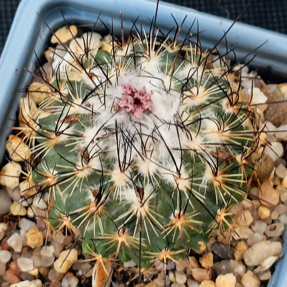 Turbinicarpus viereckii