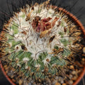 Turbinicarpus viereckii