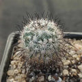 Turbinicarpus viereckii subsp. Major L730