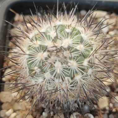 Turbinicarpus viereckii subsp. Major L730
