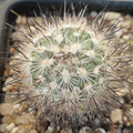 Turbinicarpus viereckii subsp. Major L730