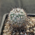 Turbinicarpus viereckii subsp. Major L730