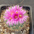 Turbinicarpus viereckii