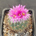Turbinicarpus viereckii