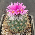 Turbinicarpus viereckii