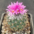 Turbinicarpus viereckii