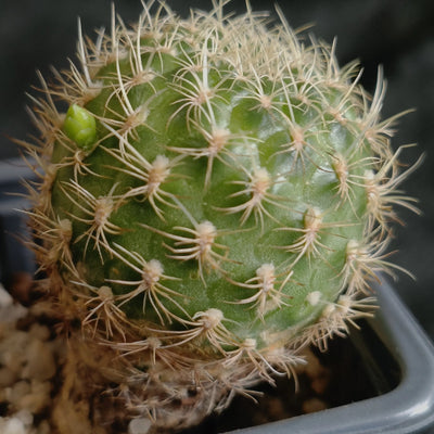 Weingartia breviflora var  viridis