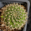 Weingartia breviflora var  viridis