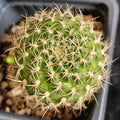 Weingartia breviflora var  viridis