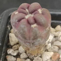 Weingartia cintia