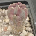 Weingartia cintia