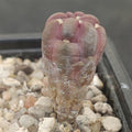 Weingartia cintia