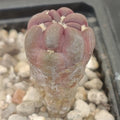 Weingartia cintia