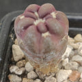 Weingartia cintia