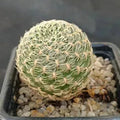 Weingartia crispata