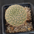 Weingartia crispata