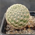 Weingartia crispata