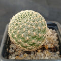 Weingartia crispata