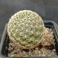 Weingartia crispata