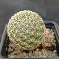 Weingartia crispata