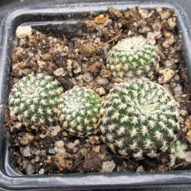 Weingartia langeri