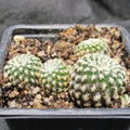 Weingartia langeri