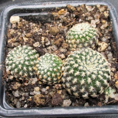 Weingartia langeri