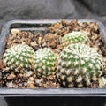 Weingartia langeri