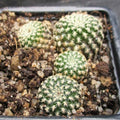 Weingartia langeri