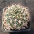 Weingartia neocumingii