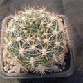 Weingartia neocumingii