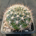 Weingartia neocumingii