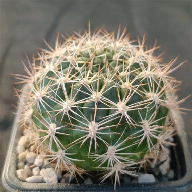 Weingartia neocumingii