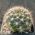 Weingartia neocumingii
