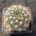 Weingartia neocumingii