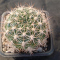 Weingartia neocumingii