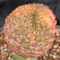 Weingartia VARIEGATA