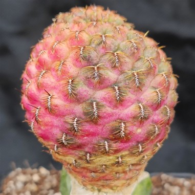 Weingartia VARIEGATA