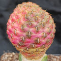Weingartia VARIEGATA