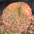 Weingartia VARIEGATA