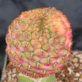 Weingartia VARIEGATA